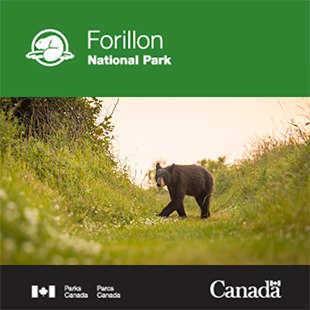 Black bear in Forillon National Park